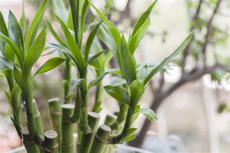 招財 盆栽|風水植物｜不只富貴竹！7款招財/招桃花植物推介+不 